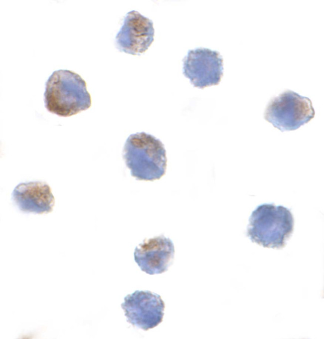 Cullin 9 Antibody in Immunocytochemistry (ICC/IF)