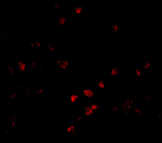 Cullin 9 Antibody in Immunocytochemistry (ICC/IF)