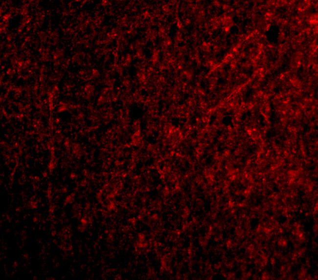 TSLP Antibody in Immunohistochemistry (PFA fixed) (IHC (PFA))