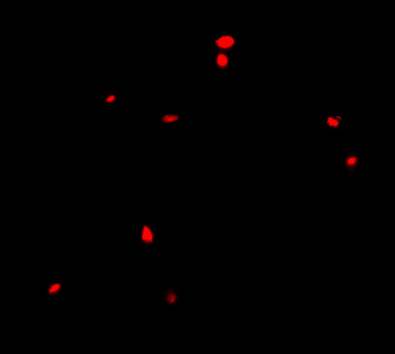 CIDEB Antibody in Immunocytochemistry (ICC/IF)