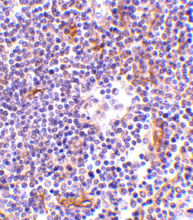 KappaB ras1 Antibody in Immunohistochemistry (IHC)