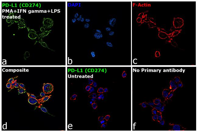 PD-L1 Antibody