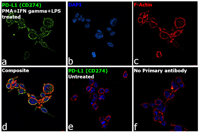 PD-L1 Antibody