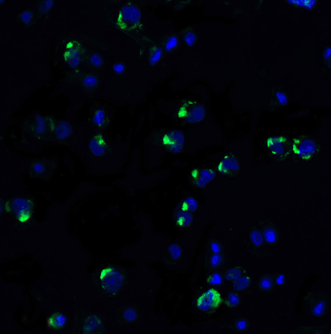 PD-1 Antibody in Immunocytochemistry (ICC/IF)