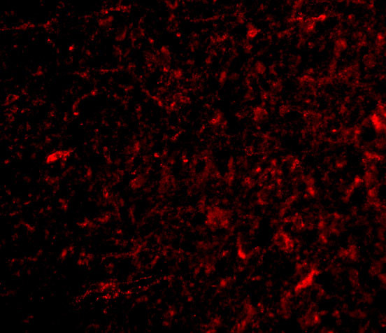 NPAS3 Antibody in Immunocytochemistry (ICC/IF)