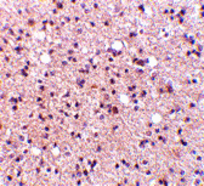 NPAS3 Antibody in Immunohistochemistry (IHC)