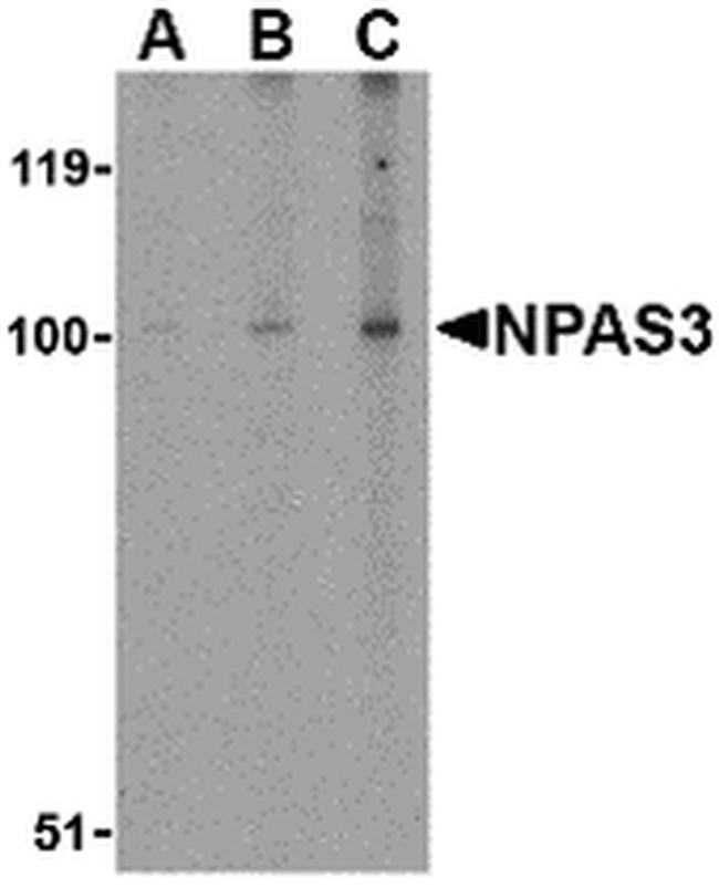 NPAS3 Antibody in Western Blot (WB)