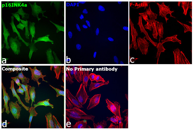 p16INK4a Antibody in Immunocytochemistry (ICC/IF)