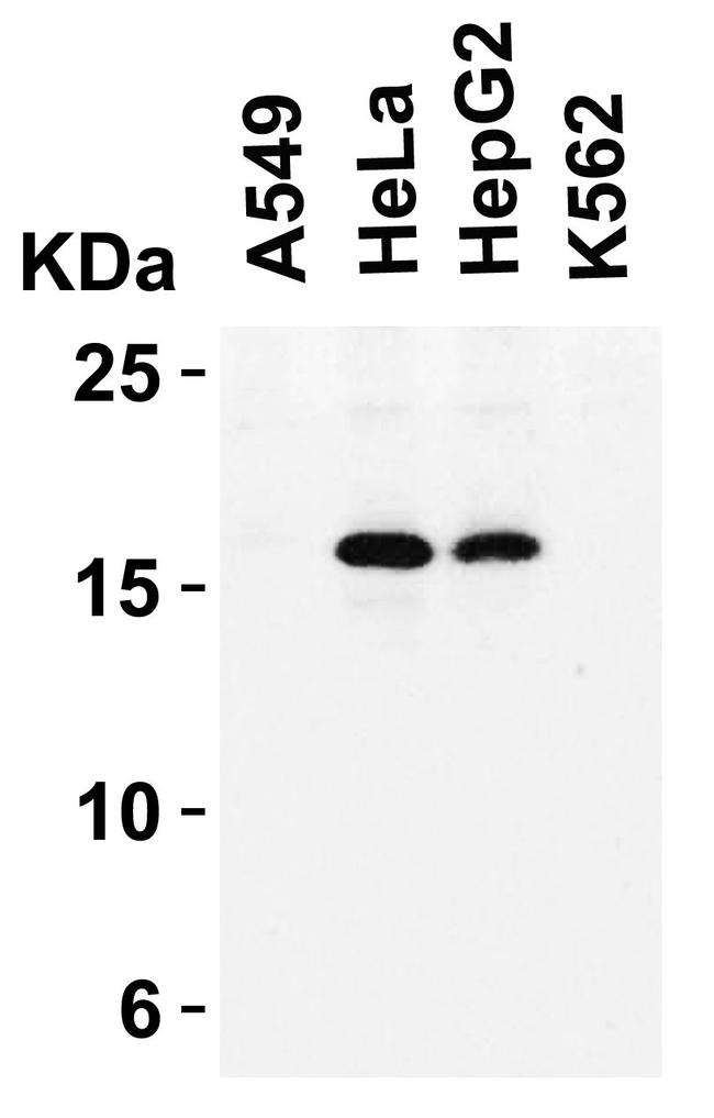 p16INK4a Polyclonal Antibody (PA5-20379)