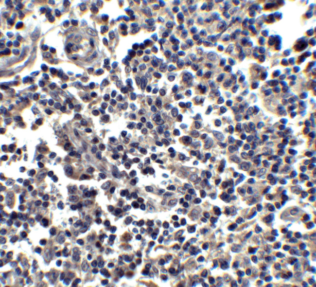 IL-33 Antibody in Immunohistochemistry (Paraffin) (IHC (P))