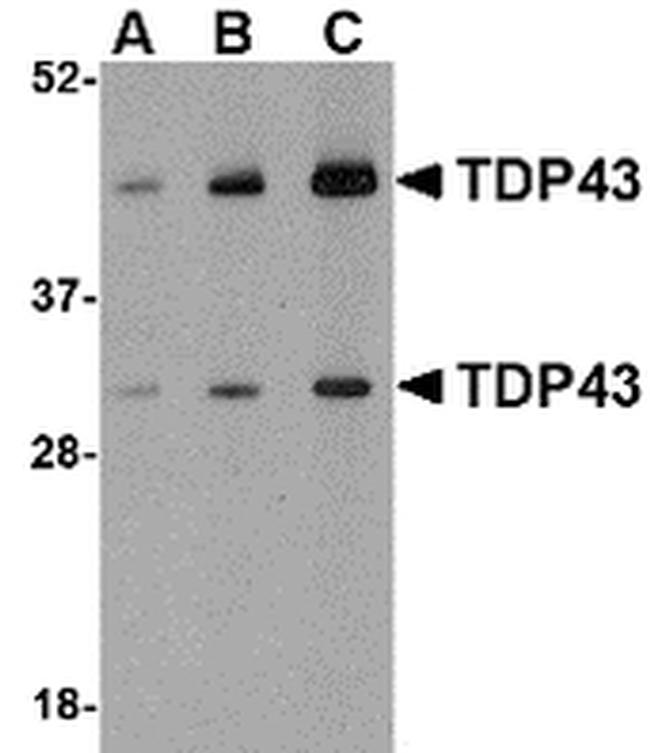 TDP-43 Antibody in Western Blot (WB)