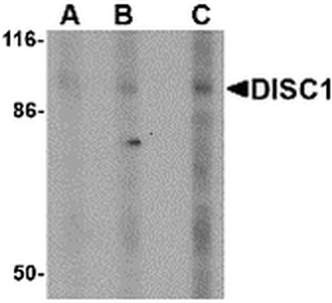 DISC1 Antibody in Western Blot (WB)