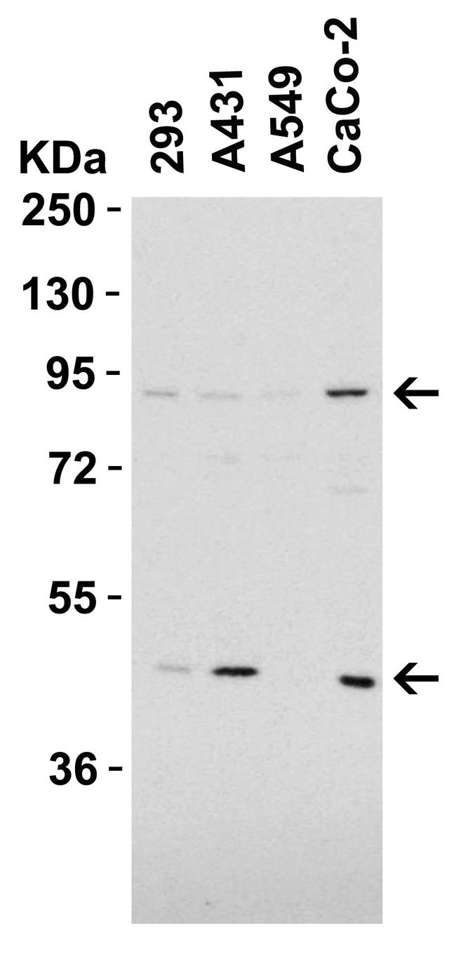 CD248 Antibody in Western Blot (WB)