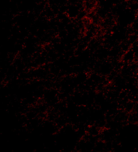 Nhe-1 Antibody in Immunocytochemistry (ICC/IF)