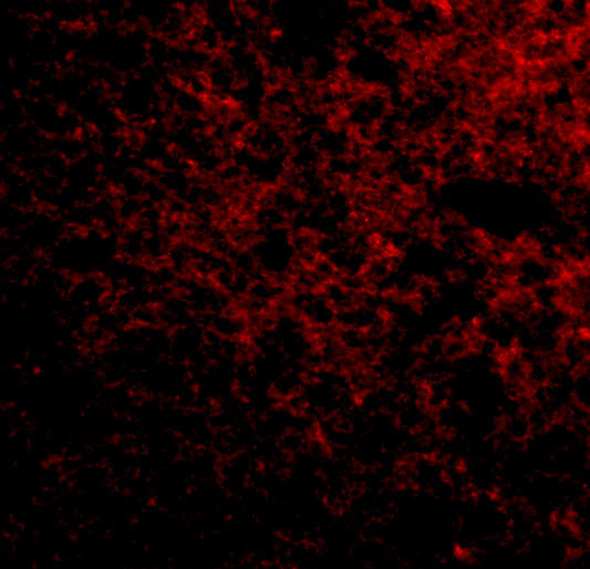 SP110 Antibody in Immunocytochemistry (ICC/IF)