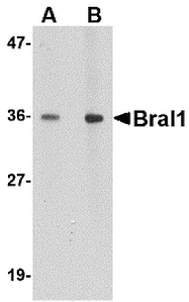 HAPLN2 Antibody in Western Blot (WB)