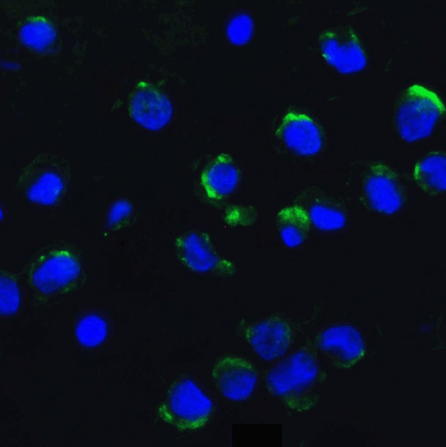 AMBRA1 Antibody in Immunocytochemistry (ICC/IF)