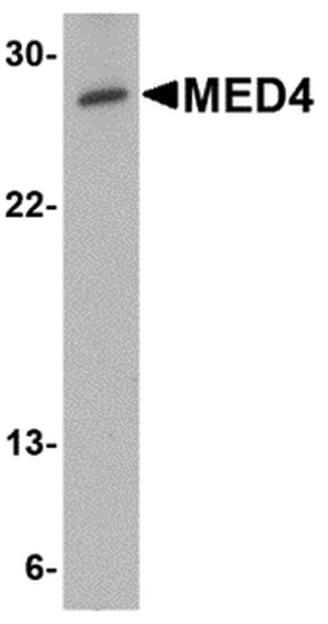 MED4 Antibody in Western Blot (WB)