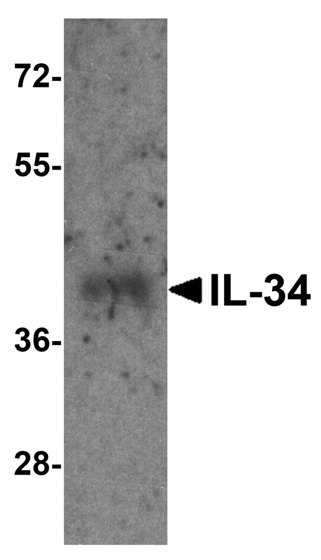 IL-34 Antibody in Western Blot (WB)