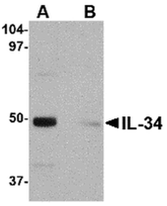 IL-34 Antibody in Western Blot (WB)