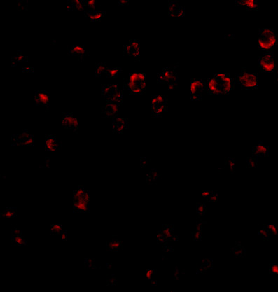 ITGA4 Antibody in Immunocytochemistry (ICC/IF)