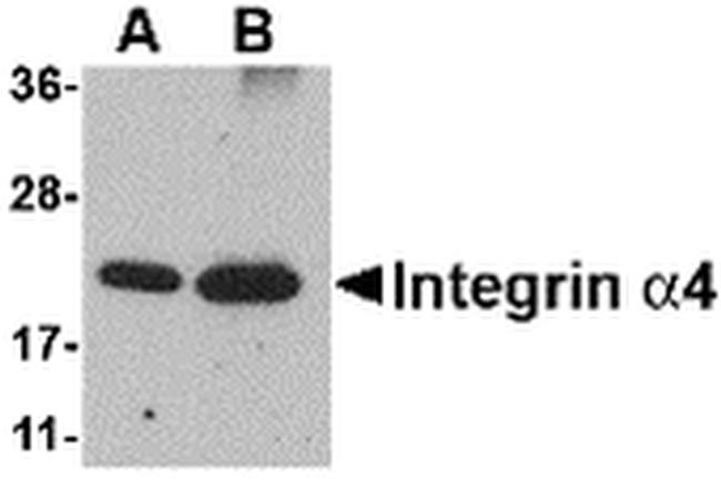 ITGA4 Antibody in Western Blot (WB)