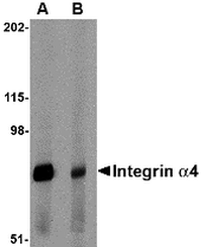 ITGA4 Antibody in Western Blot (WB)