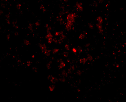 EBI3 Antibody in Immunohistochemistry (PFA fixed) (IHC (PFA))