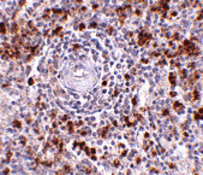 EBI3 Antibody in Immunohistochemistry (Paraffin) (IHC (P))