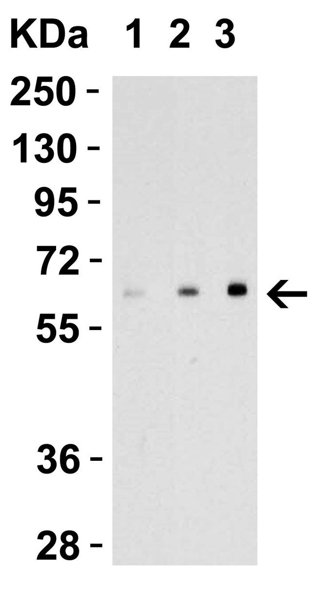 EBI3 Antibody in Western Blot (WB)