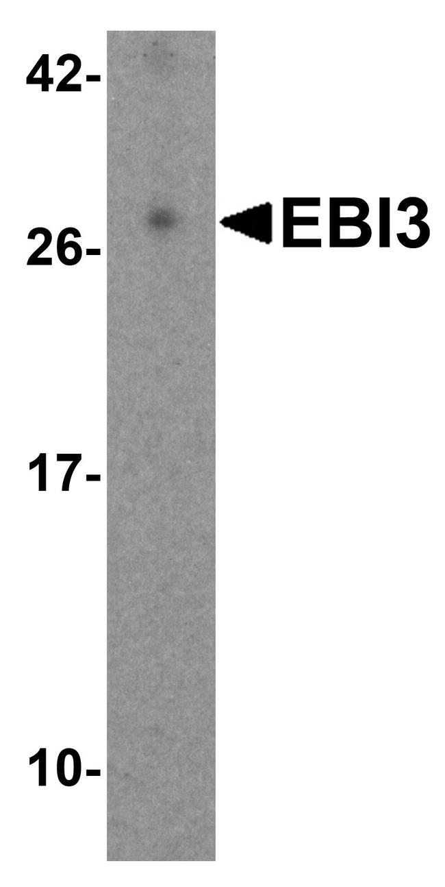 EBI3 Antibody in Western Blot (WB)