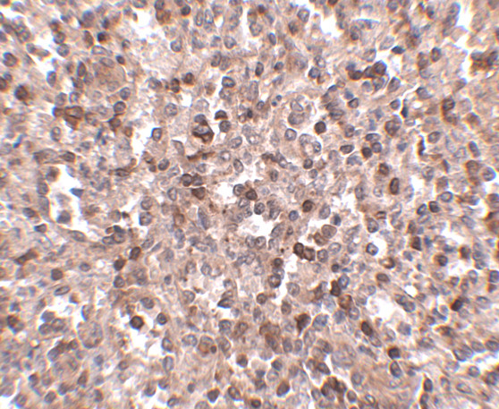 KLRA1 Antibody in Immunohistochemistry (IHC)