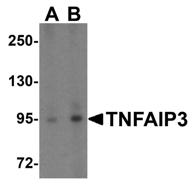 TNFAIP3 Antibody in Western Blot (WB)