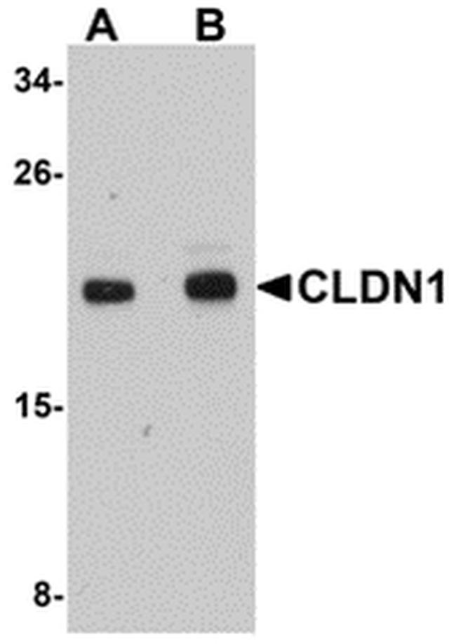 Claudin 1 Antibody in Western Blot (WB)