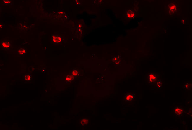 ENC-2 Antibody in Immunocytochemistry (ICC/IF)