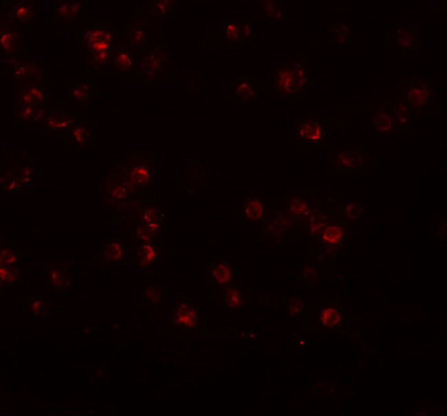 APC13 Antibody in Immunocytochemistry (ICC/IF)