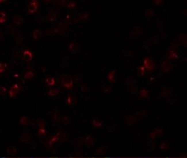 SCUBE1 Antibody in Immunocytochemistry (ICC/IF)