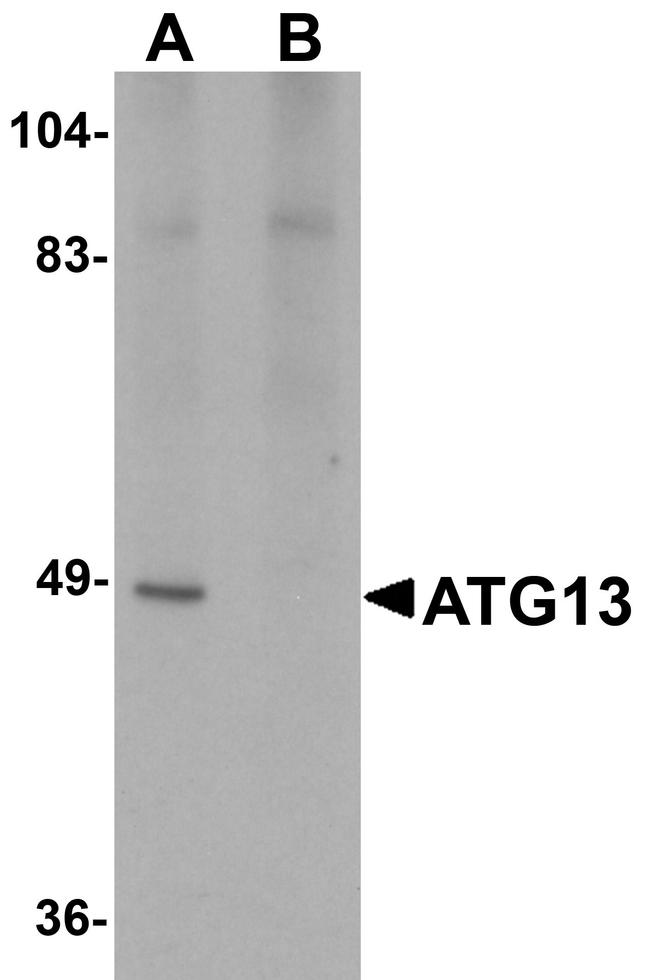 ATG13 Antibody in Western Blot (WB)