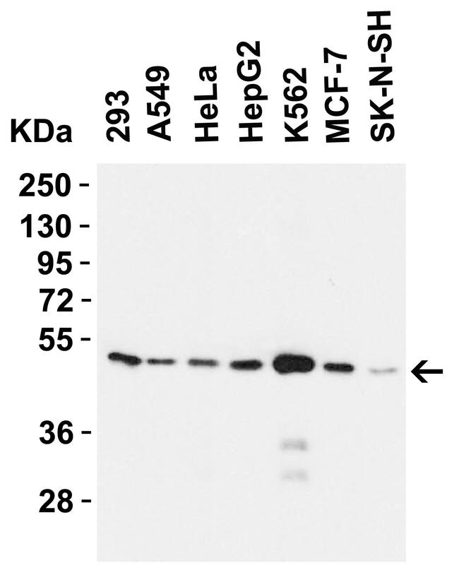 SLC39A7 Antibody in Western Blot (WB)