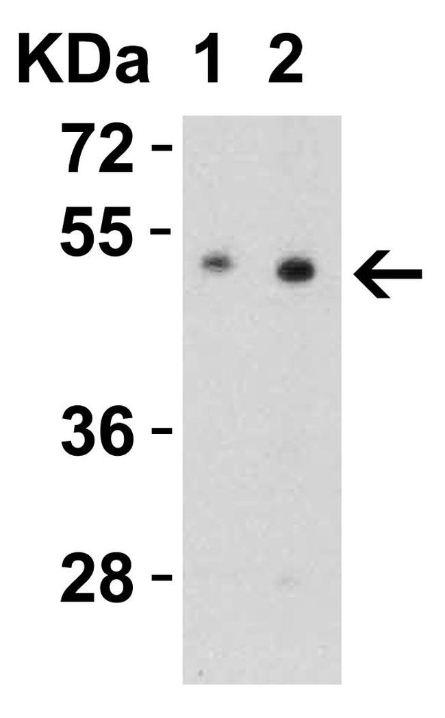 SLC39A7 Antibody in Western Blot (WB)