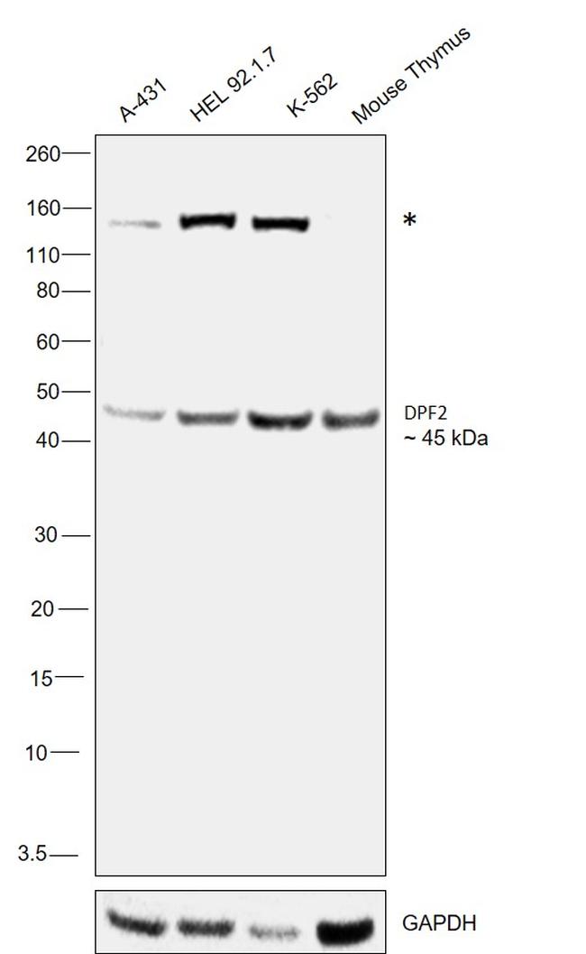 DPF2 Antibody in Western Blot (WB)