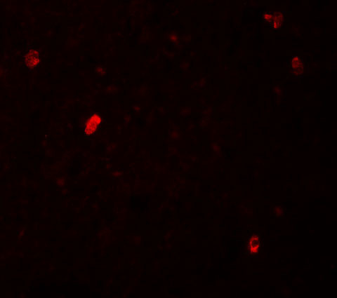 FBXL16 Antibody in Immunohistochemistry (IHC)