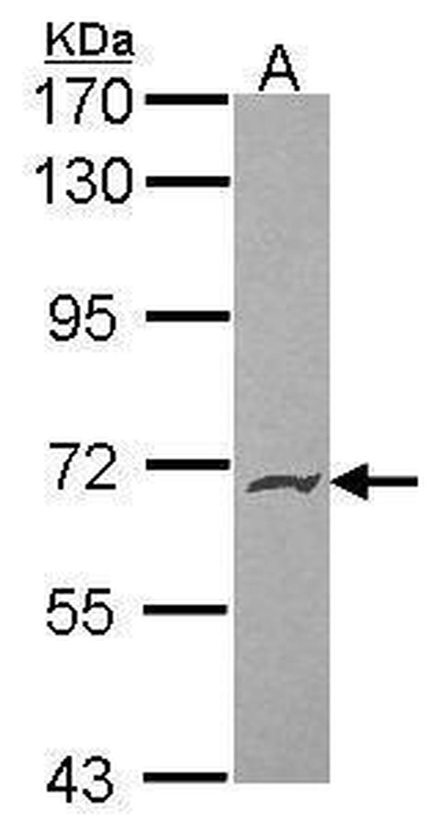 PODXL2 Antibody in Western Blot (WB)