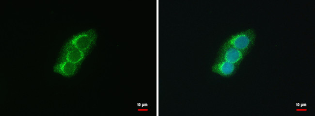 SEC13 Antibody in Immunocytochemistry (ICC/IF)