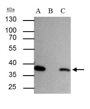 SEC13 Antibody in Immunoprecipitation (IP)