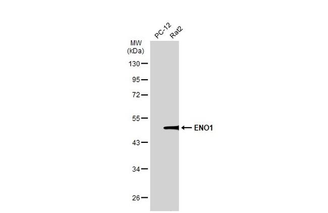 ENO1 Antibody in Western Blot (WB)