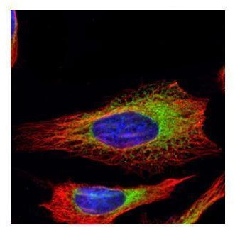 RRBP1 Antibody in Immunocytochemistry (ICC/IF)