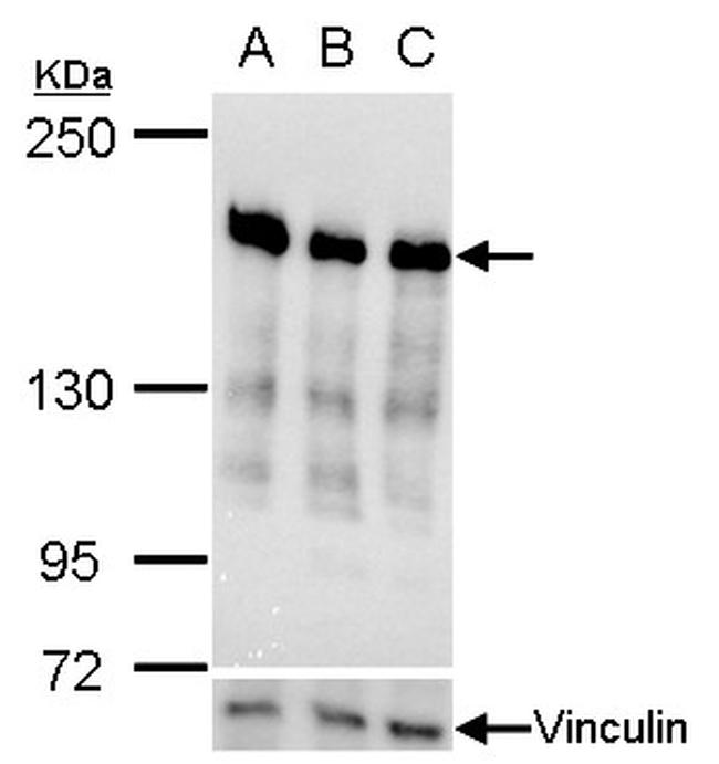 RRBP1 Antibody in Western Blot (WB)