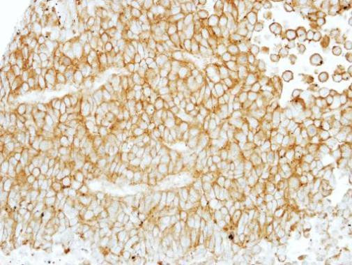 F4/80 Antibody in Immunohistochemistry (Paraffin) (IHC (P))