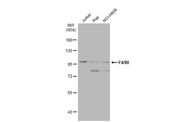 F4/80 Antibody in Western Blot (WB)